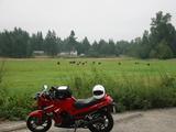 [Bike and cows]
