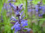 [Snoqualmie
Valley in spring]